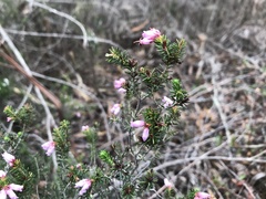 Erica australis