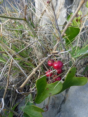 Smilax aspera