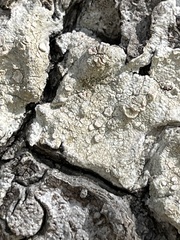 Lecanora caesiorubella