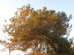 Pinus