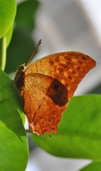 Charaxes varanes