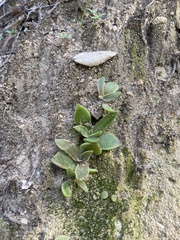 Dudleya lanceolata