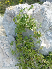 Smilax aspera
