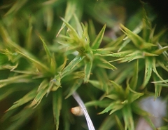 Polytrichum longisetum