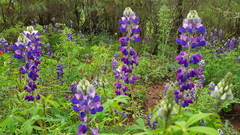 Lupinus montanus