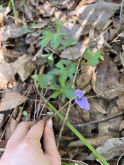 Viola palmata