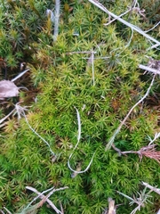 Polytrichum longisetum