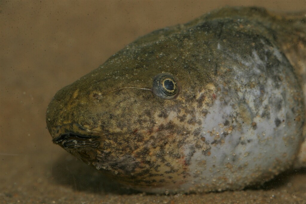 Perret's Shovelnose Frog
