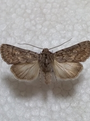 Dichagyris forcipula