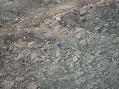 Phoenicurus ochruros