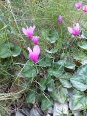 Cyclamen repandum