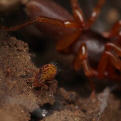 Dicyrtomidae