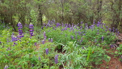 Lupinus montanus