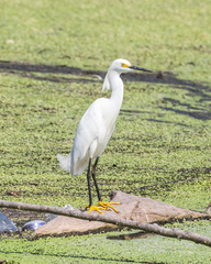 Egretta thula