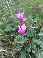 Cyclamen repandum