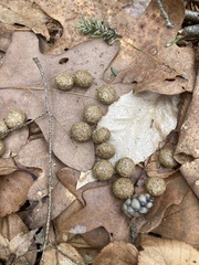 Lagomorpha