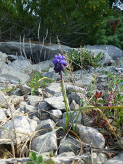 Muscari
