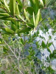 Myrtus communis