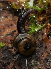 Keroplatidae