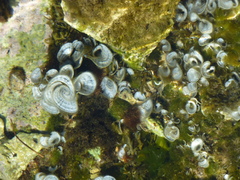 Padina pavonica
