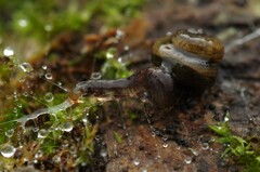 Keroplatidae