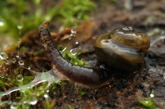 Keroplatidae