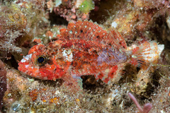 Mcadam's Scorpionfish photo 1