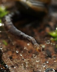 Keroplatidae