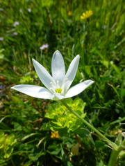 Ornithogalum umbellatum