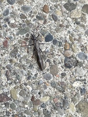 Taeniopteryx