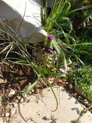 Muscari comosum