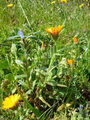 Echium