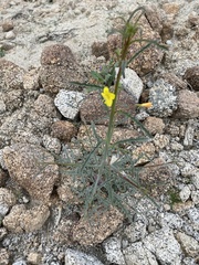 Eulobus californicus