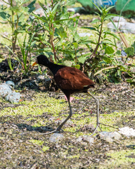 Jacana jacana