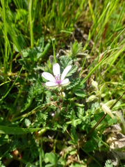 Erodium