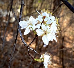 Prunus umbellata