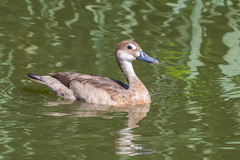 Amazonetta brasiliensis