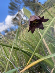 Fritillaria biflora