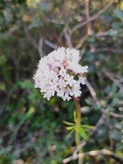 Valeriana italica