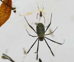 Trichonephila fenestrata
