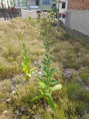 Nicotiana tabacum