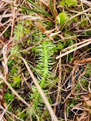 Lycopodiella