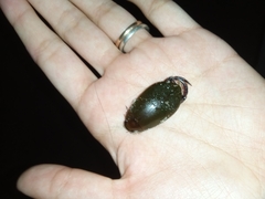 Megadytes