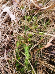 Lycopodiella