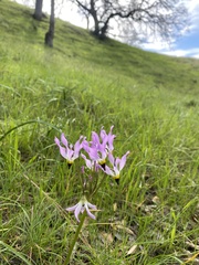 Primula clevelandii