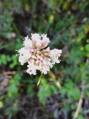Valeriana italica