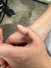 Elhamma australasiae