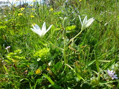Ornithogalum umbellatum