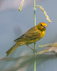Sicalis flaveola