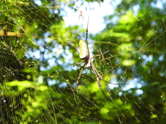 Trichonephila clavipes